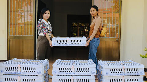 Bình Định: Nuôi gà thịt gắn với liên kết tiêu thụ sản phẩm