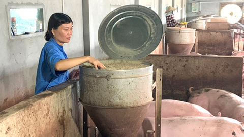 Thành công từ nuôi heo trong chuồng lạnh