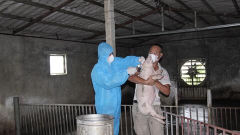 Thái Bình: Vắc xin Dịch tả lợn châu Phi đem lại hi vọng cho người chăn nuôi lợn