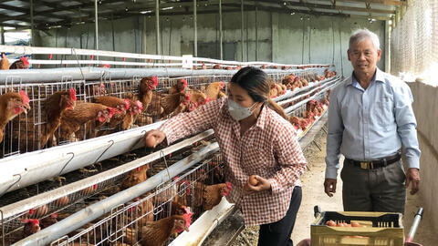 Nuôi gà đẻ theo hợp đồng, nông dân an tâm sản xuất