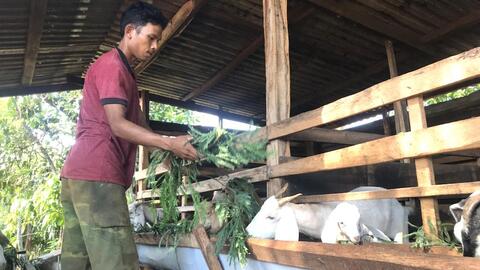 Chăn nuôi dê theo mô hình kinh tế hợp tác giúp người dân Đắk Lắk thoát nghèo bền vững
