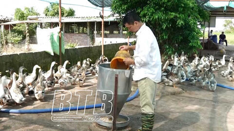 Tiền Hải (Thái Bình): Hiệu quả nuôi vịt biển an toàn sinh học