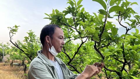 Áp dụng kỹ thuật “Thụ phấn nhân tạo” nâng cao hiệu quả cho người trồng mãng cầu 
