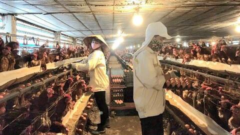 Sớm di dời các cơ sở chăn nuôi ra khỏi khu dân cư