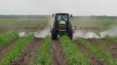 Hướng tới sản xuất mía “xanh” 