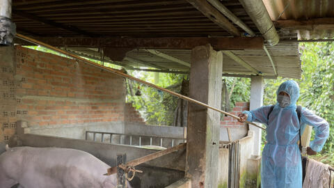 Đắk Lắk: Báo động đỏ dịch tả lợn châu Phi