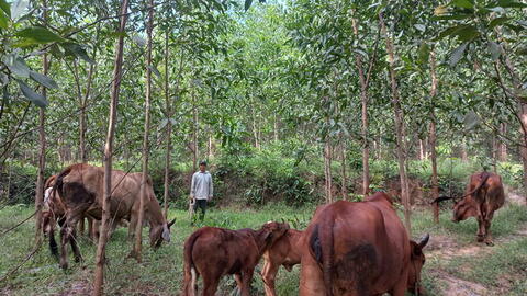 Bình Định: Thôn M6 phát triển chăn nuôi bò dưới tán rừng