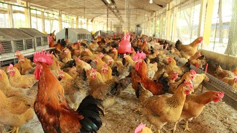 Sử dụng enzyme trong thức ăn gia cầm