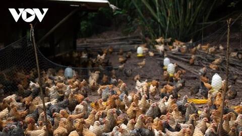 Nông dân ở Hà Lâu giàu nhờ nuôi gà Tiên Yên