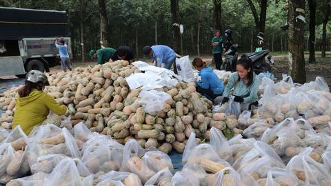 Cần định hướng đầu ra cho trái bí đỏ 