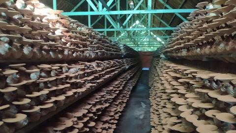 Làm giàu từ trồng nấm 