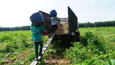 Tiếp tục liên kết hỗ trợ đầu ra cho trái bí đỏ 