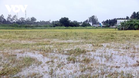 Mưa lớn gây thiệt hại cho nhiều diện tích lúa sắp thu hoạch