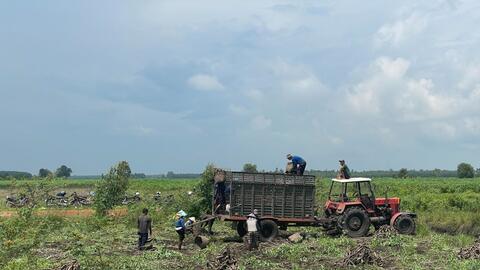 Ngành chế biến tinh bột khoai mì: “Khát” nguyên liệu 