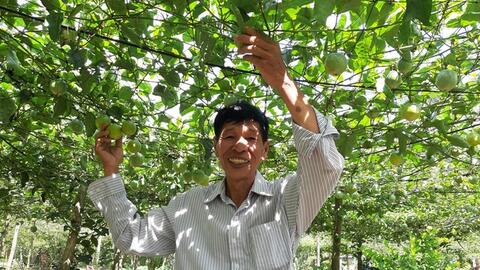 Cựu chiến binh làm giàu từ cây chanh leo