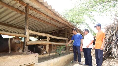 Ngân hàng bò sinh sản giúp người nghèo vươn lên