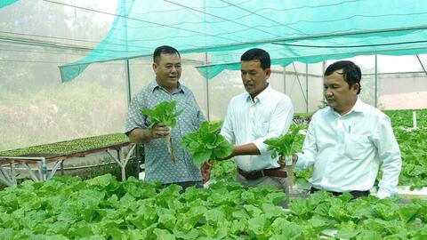 Cựu chiến binh làm giàu từ trồng rau sạch