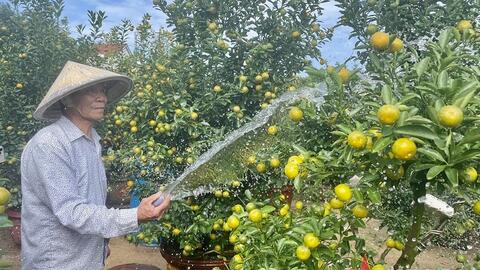 “Thủ phủ” quất cảnh miền Trung rộn ràng vụ Tết