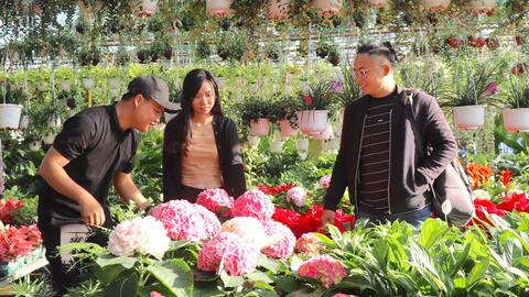 Nhà vườn chuẩn bị hoa kiểng phục vụ thị trường Tết 