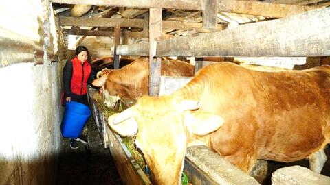 Thư về tòa soạn: Thoát nghèo nhờ phát triển chăn nuôi