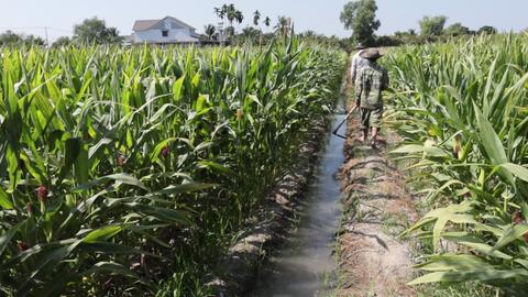 Nông dân Bàu Đồn “đứng ngồi không yên” vì bắp không có hạt  