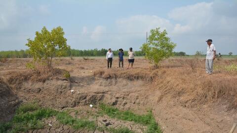 Tân Châu: Nhiều diện tích cây trồng bị thiệt hại do nắng nóng 