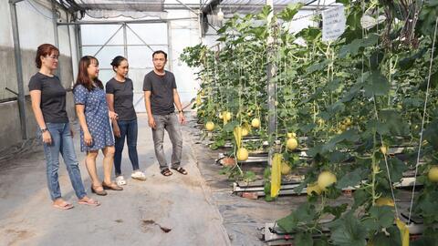Dưa lưới thuỷ canh – Hướng đến nông nghiệp xanh 