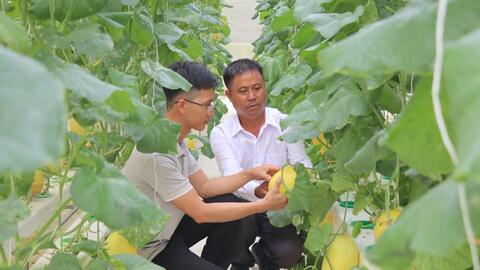 Kỹ sư Sinh học bỏ phố về vườn làm nông nghiệp công nghệ cao 