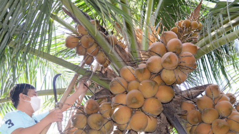 Dừa tươi Việt sắp xuất sang Trung Quốc, người Thái lo lặp lại kịch bản sầu riêng 