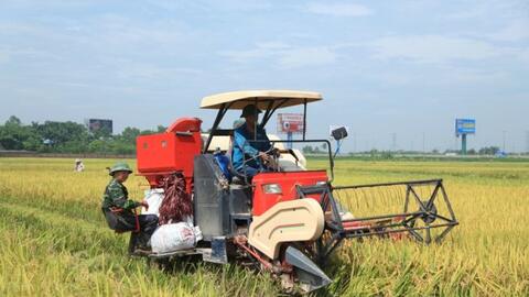 Xuất khẩu gạo hứa hẹn lập kỳ tích mới 