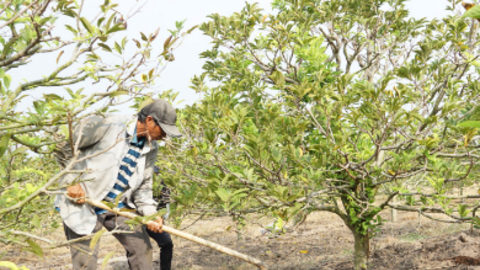 Khẳng định vai trò của hợp tác xã trong phát triển chuỗi liên kết sản xuất 