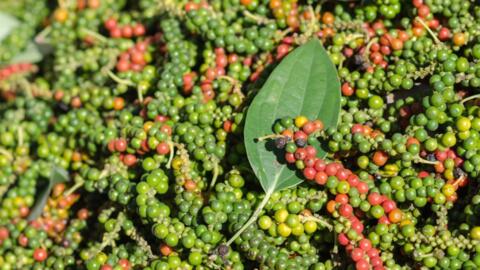 Giá hồ tiêu hôm nay (26-8): Trong khoảng 143.000 - 144.000 đồng/kg