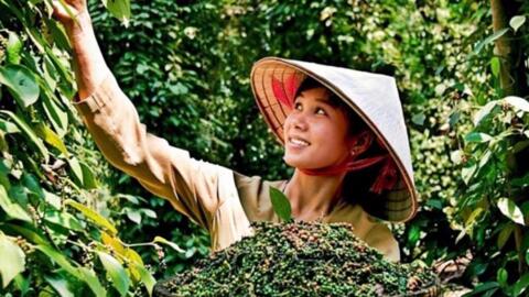 Giá hồ tiêu hôm nay (16-9): Đi ngang