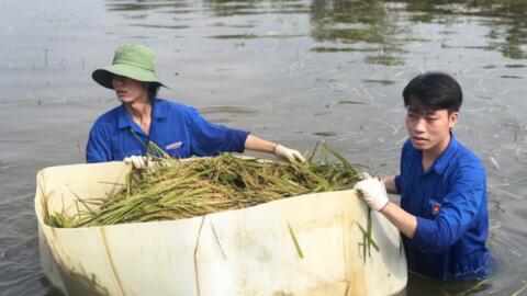 Áo xanh tình nguyện xuống đồng gặt lúa chạy lũ giúp dân