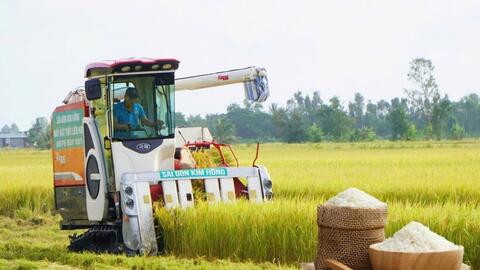 Giá lúa gạo hôm nay ngày 16/6: Lúa tươi xu hướng tăng