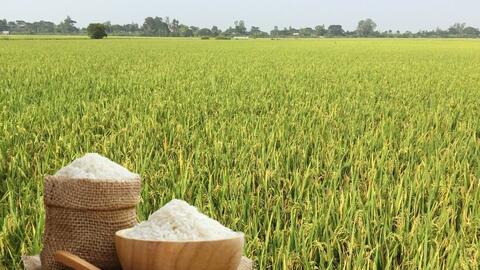 Giá lúa gạo hôm nay ngày 18/6: Lúa tươi đảo chiều tăng