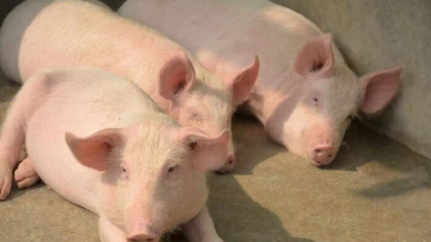 Giá heo hơi hôm nay 19/6/2025: Cao nhất 73.000 đồng/kg