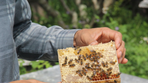 Mật ong Vân Hồ và câu chuyện xây dựng thương hiệu sản phẩm từ “tâm”