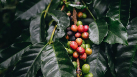 Giá cà phê Arabica giảm hơn 4,6% xuống mức 6.864 USD/tấn