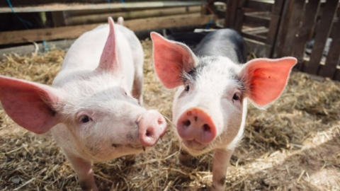 Giá heo hơi hôm nay 26/6/2025: Đồng loạt giảm nhẹ tại miền Nam