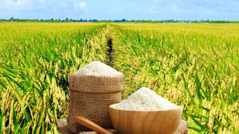 Giá lúa gạo hôm nay ngày 29/6 và tuần qua biến động