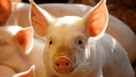 Giá heo hơi hôm nay 30/6/2025: Giảm nhẹ tại miền Trung, miền Nam