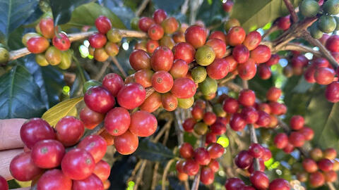 Giá cà phê Robusta tăng hơn 1,1% lên mức 3.660 USD/tấn