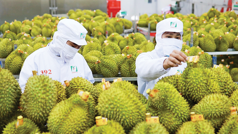 Sầu riêng Việt Nam: Từ 'ngôi sao' xuất khẩu đến bài toán tái cấu trúc bền vững