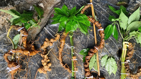 Sâm Lai Châu hướng đến thị trường xuất khẩu khó tính nhất