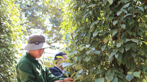 Giá tiêu hôm nay 12/7/2025: Trong nước tiếp đà giảm