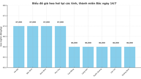 Giá heo hơi hôm nay 12/7/2025: Miền Bắc điều chỉnh giảm, miền Nam giữ đỉnh giá