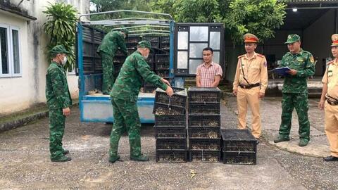 Tỷ lệ tiêm phòng đạt thấp - nguy cơ dịch bùng phát trên đàn vật nuôi