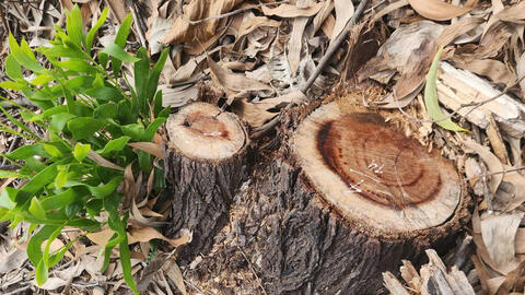 Thành phố Huế: Báo cáo Thủ tướng Chính phủ vụ chặt hạ hơn 2,5 ha rừng phòng hộ