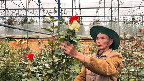 Tỷ phú hoa hồng dưới chân núi Langbiang